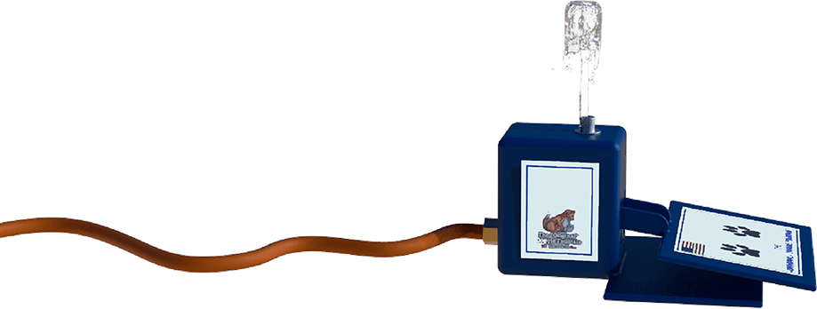 wirehaired pointer puppy